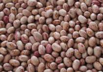 Hua'nan Round kidney Beans