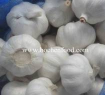 pure white garlic