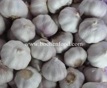 common white garlic