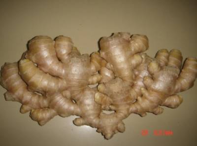 Air-dry Ginger