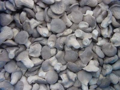 IQF Baby Oyster Mushroom