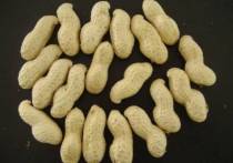 Peanut In Shell(haihua)