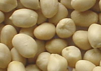 Blanched Peanut Kernels