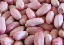 Peanut Kernels