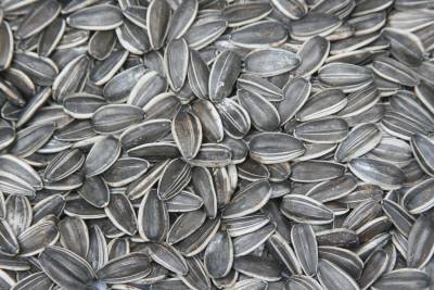 Sunflower Seeds(909)