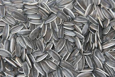 Sunflower Seeds(5009)