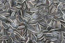 Sunflower Seeds(5135)